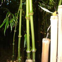 Bambou Chimono. tumidissinoda